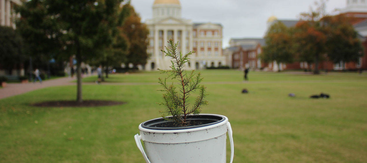 Sapling in a pot on the Great Lawn